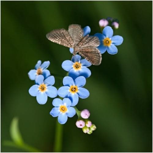 Blue Forget-Me-Not Seeds For Planting (Myosotis sylvatica)