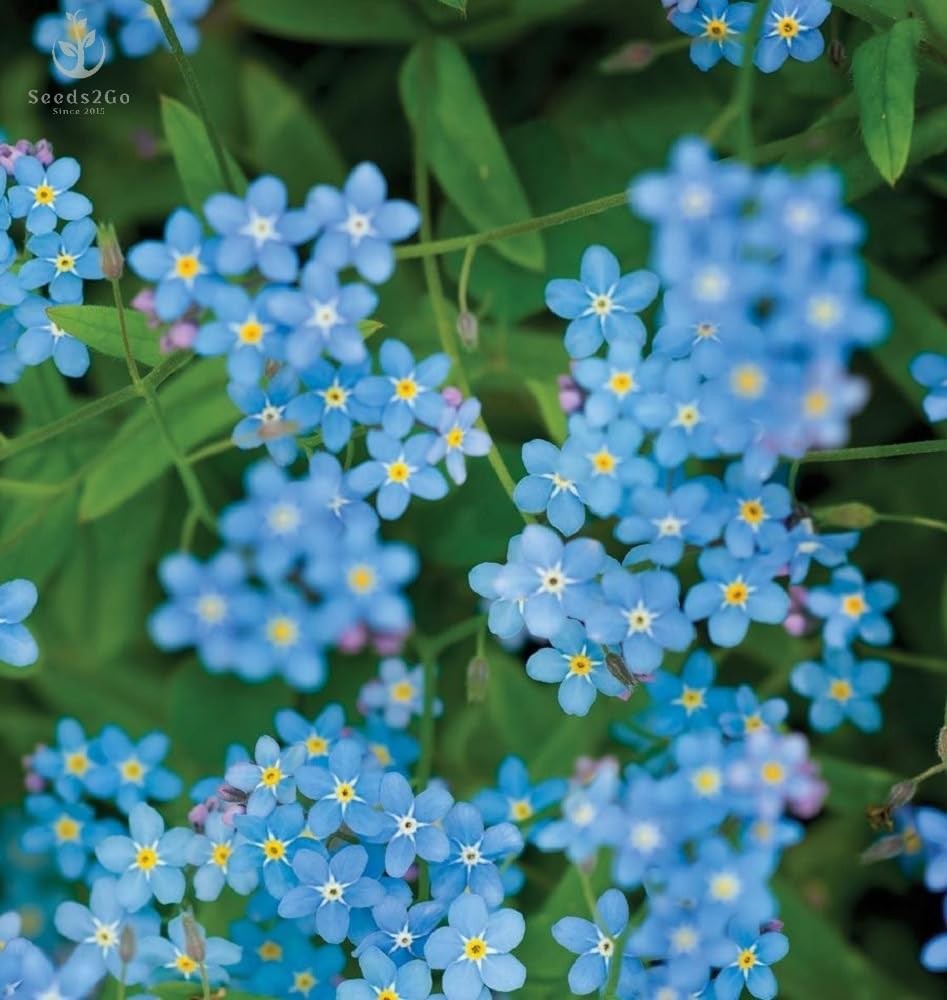Buy Chinese ForgetMeNot Seeds – 1 Oz Pack 6000 Seeds for Your Garden