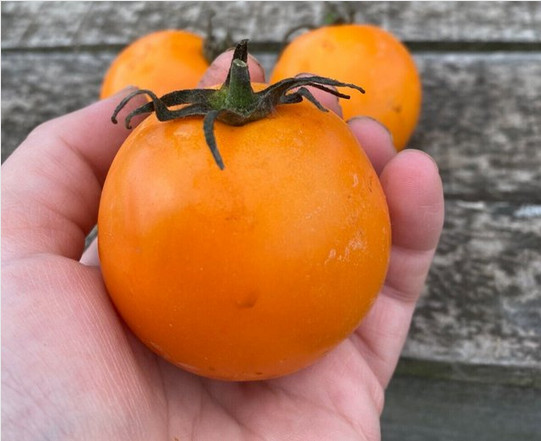 10 seeds Ilses ORANGE Latvian Tomato Rare Heirloom Variety Tetracislycopene 6.73
