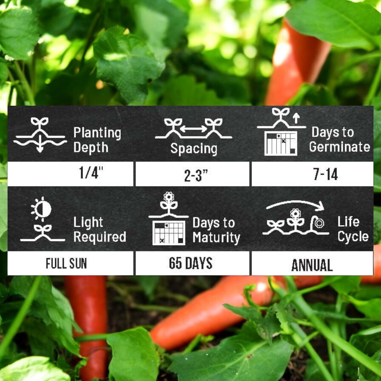 Purple Carrot Seeds – 1000 Count – Non-GMO Heirloom Garden Vegetable
