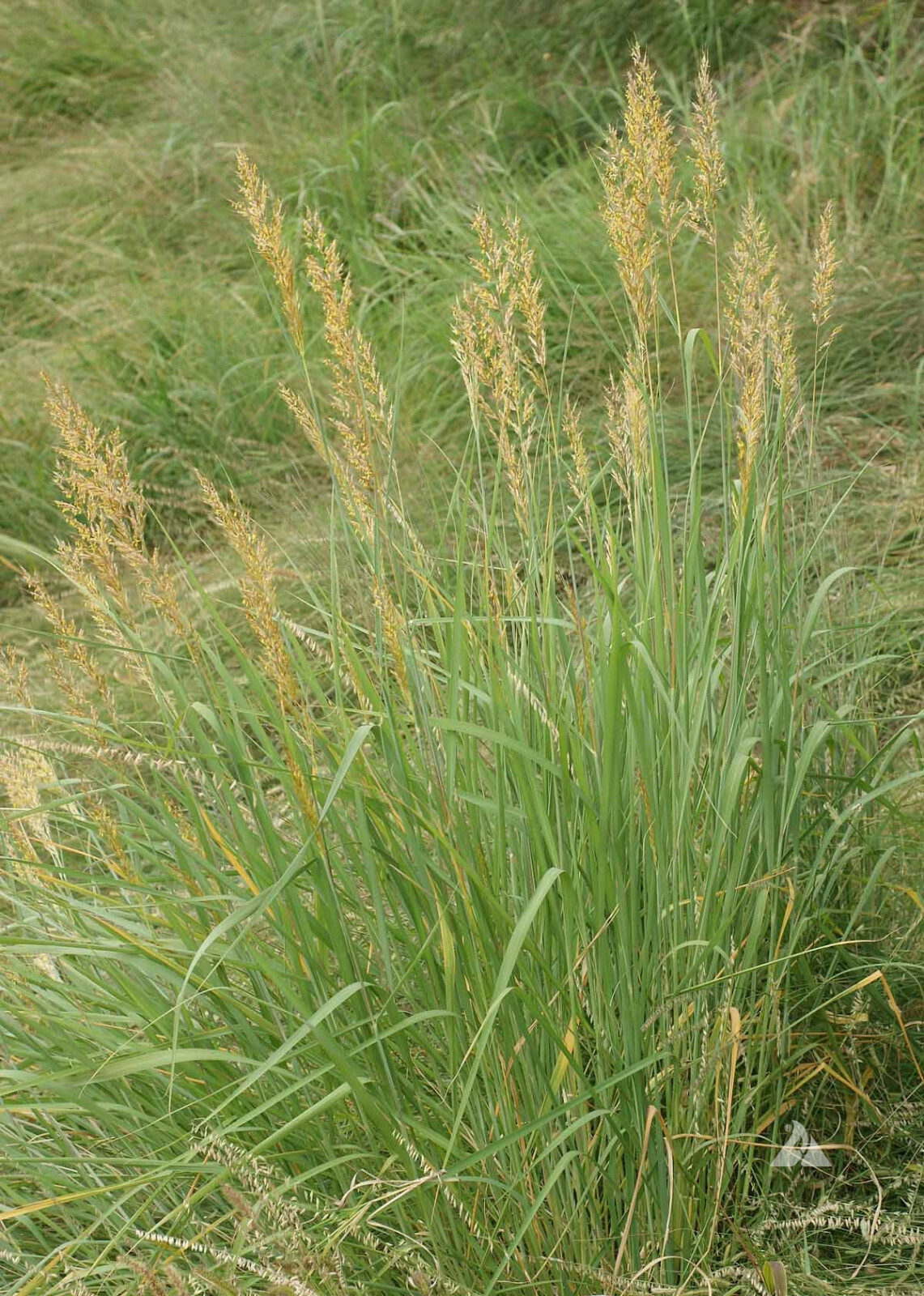 500 Indiangrass Indian Grass Seeds Native Prairie Wildflower Clumping Ornamental