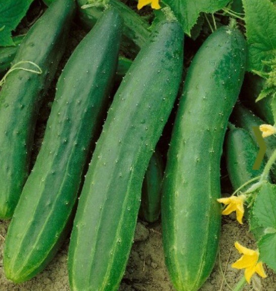 Pickling Cucumber Seeds Straight 8 Garden Planting Non-GMO 50 Seeds