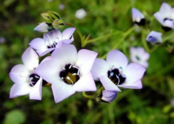 BIRD’S EYES – GILIA TRICOLOR 100 FRESH SEEDS FREE SHIPPING