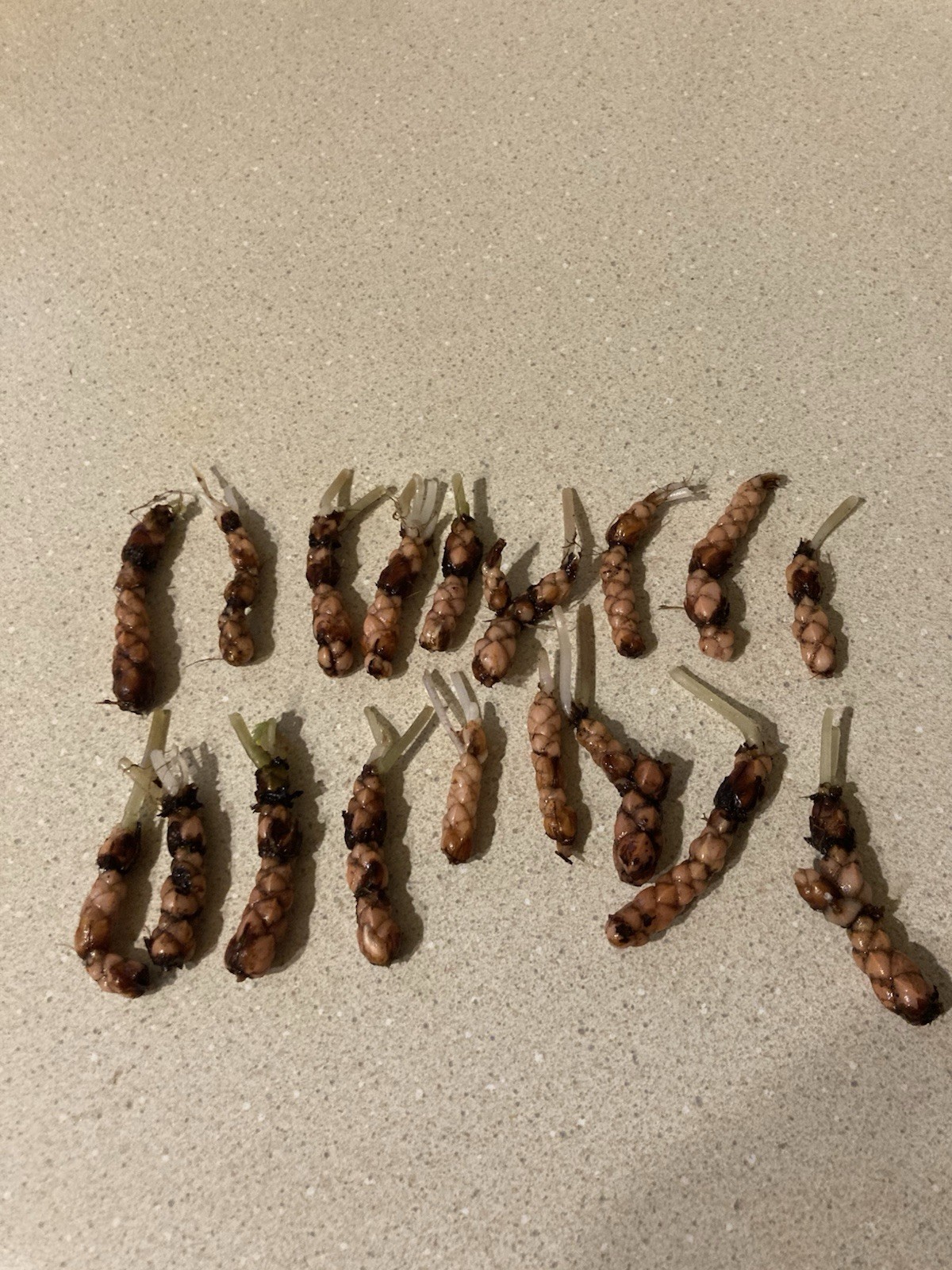 5 Rare Oxalis Triangularis MYKE rhizomes