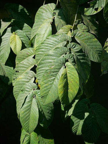 Ficus semicordata | Drooping Fig | 150 Seeds