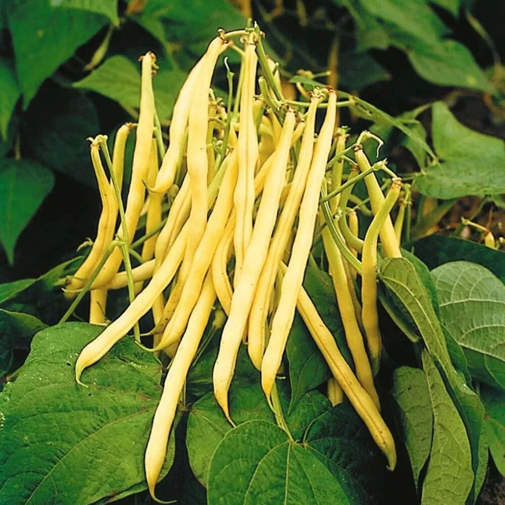25+ seeds, Bean (Bush) – Golden Wax, heirloom seeds, non-GMO, vegetable seeds
