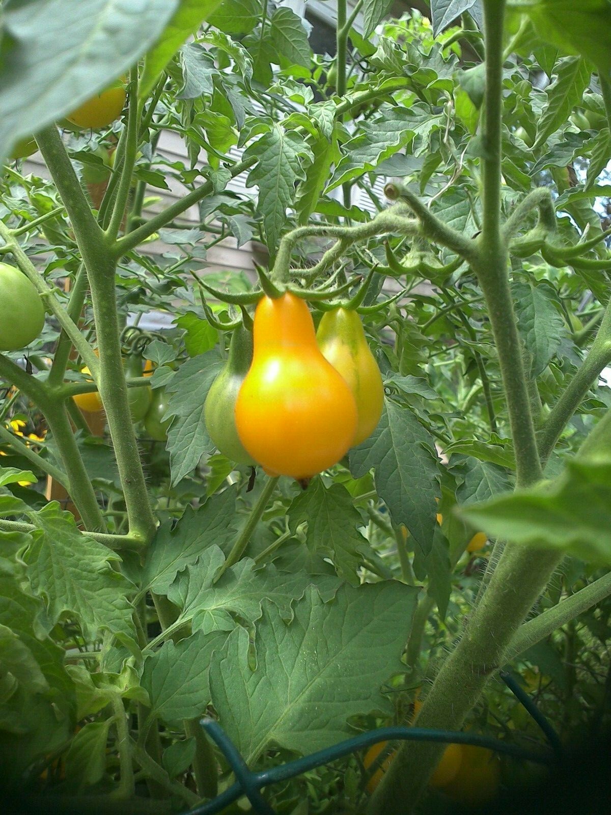 20 SEEDS YELLOW PEAR TOMATO HEIRLOOM