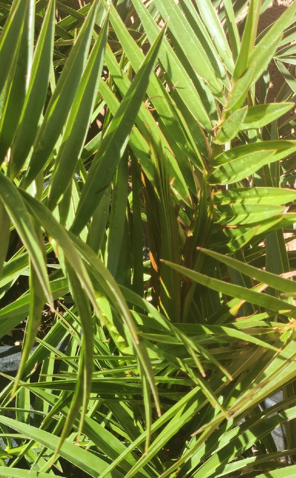 Canary Island, Date Palm, Pineapple Palm Tree, Phoenix Canariensis 8 Years Old