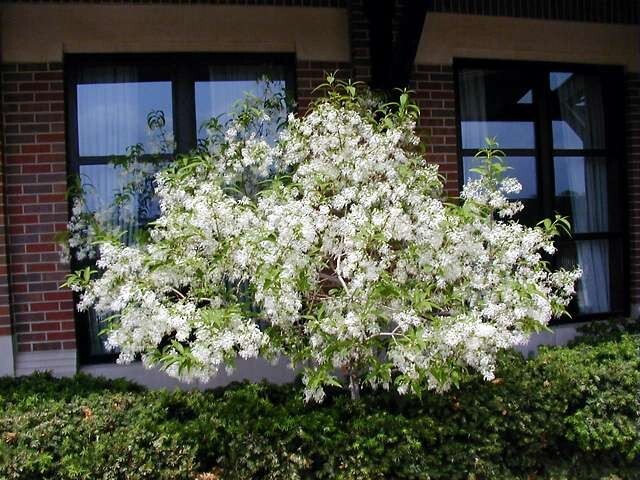 Chionanthus Virginicus Tree 10 Seeds, Hardy Fragrant Fringe, Grancy Greybeard