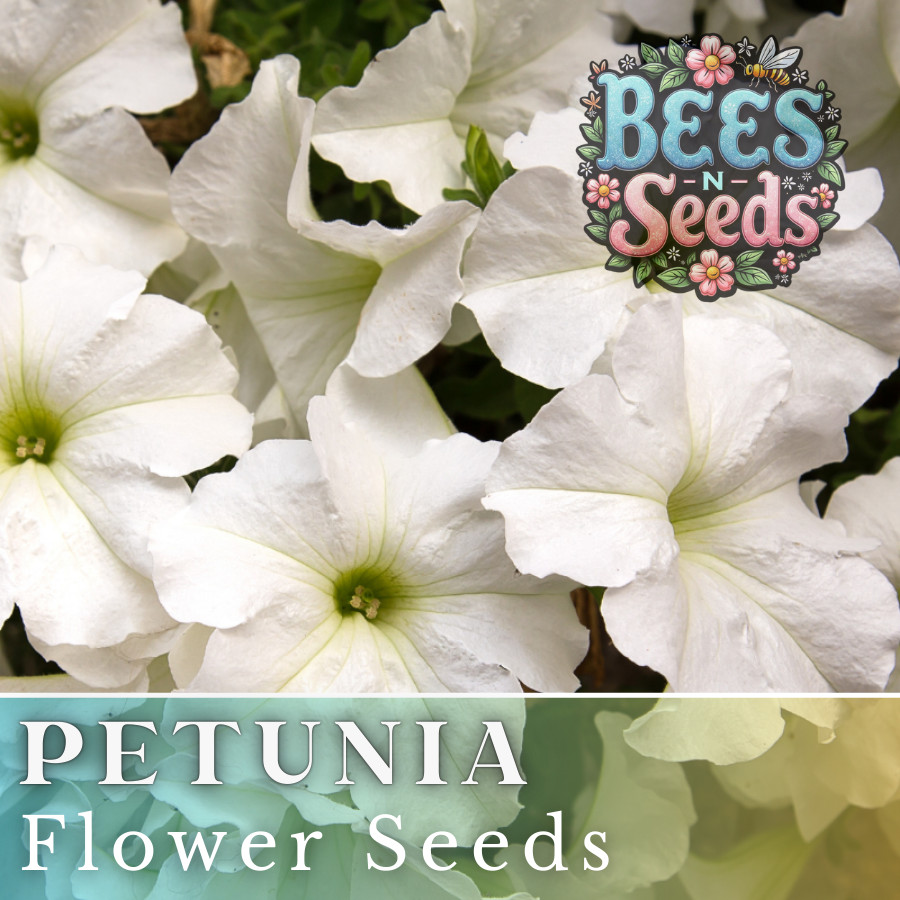 1000+ Pearl Ice Petunia Seeds US SELLER Perennial Flowers Seed Annual Bulk