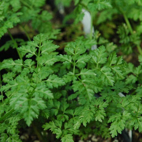 Winter Chervil herb 100 – 1500 seeds French Parsley Heirloom Garden Wholesale