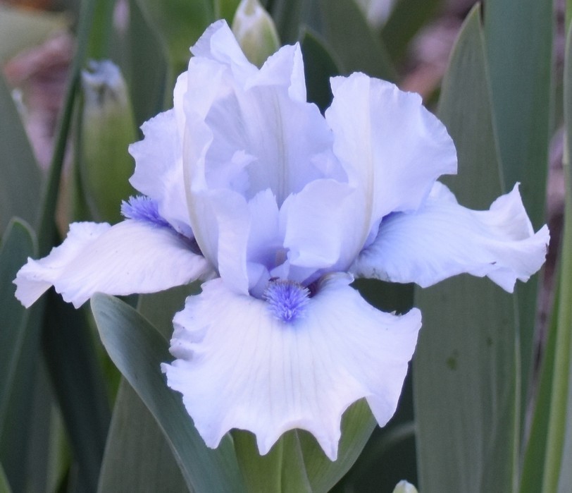 ‘Code Of Honor’ IB Bearded Iris Rhizome PRE-SALE to Ship Aug/Sept
