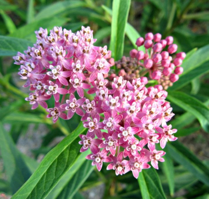 Set 2 Pink Milkweed Live Starter Plants – 3-8″Tall – Monarch Butterfly Attractin