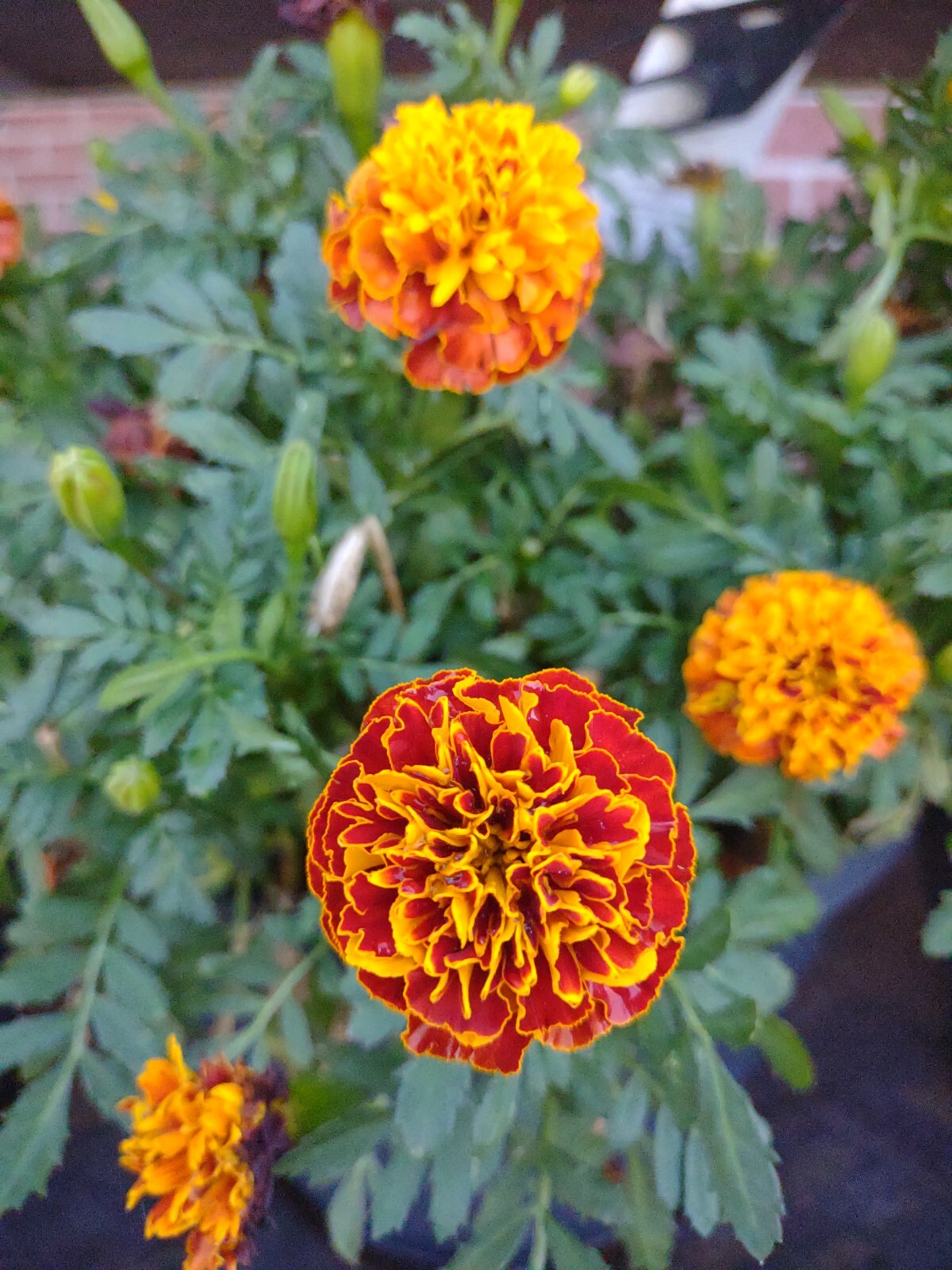 French Marigold Mix Flower Seeds, 100 Seeds, Tagetes Patula, Seed,Free Shipping