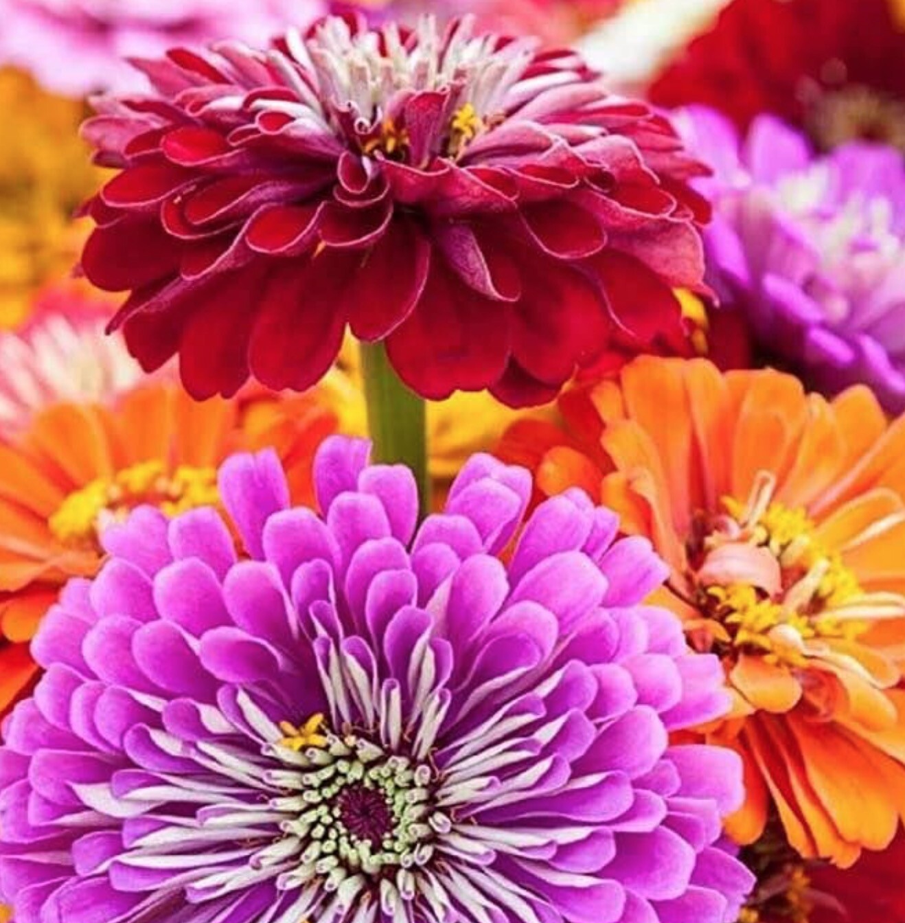 ZINNIA Elegans Flower Seeds * PUMILA MIX * Dahlia Bouquet Heirloom Seed Pick Qty