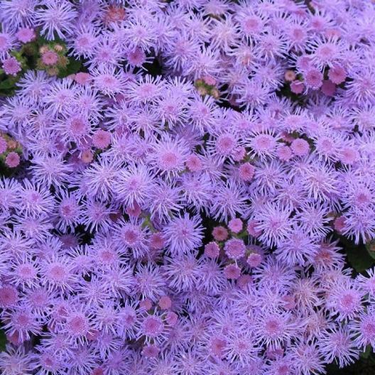 FLOSS FLOWER Ageratum BLUE MINK DWARF Purple Flowers USA Non-GMO 200 Seeds