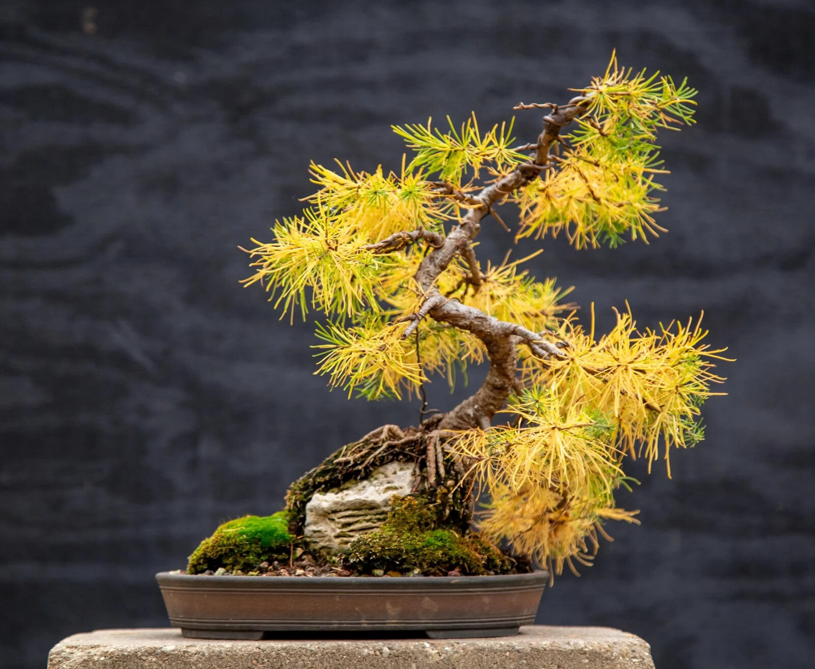Larch (Larix mixed variety, 20 seeds Alaska Wild Harvested