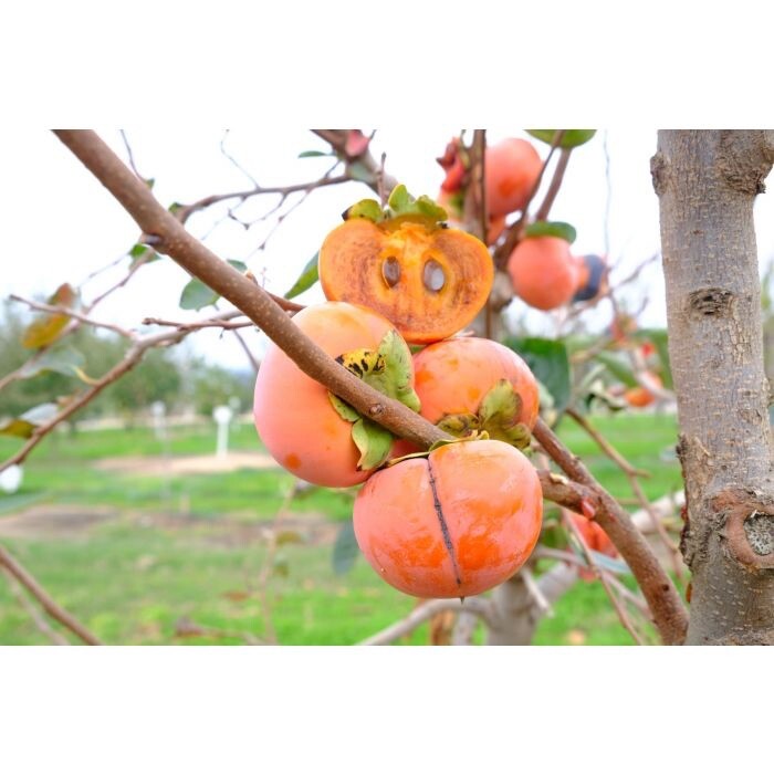 Coffee Cake (Nishimura wase) Persimmon Tree, 3-4 ft tall
