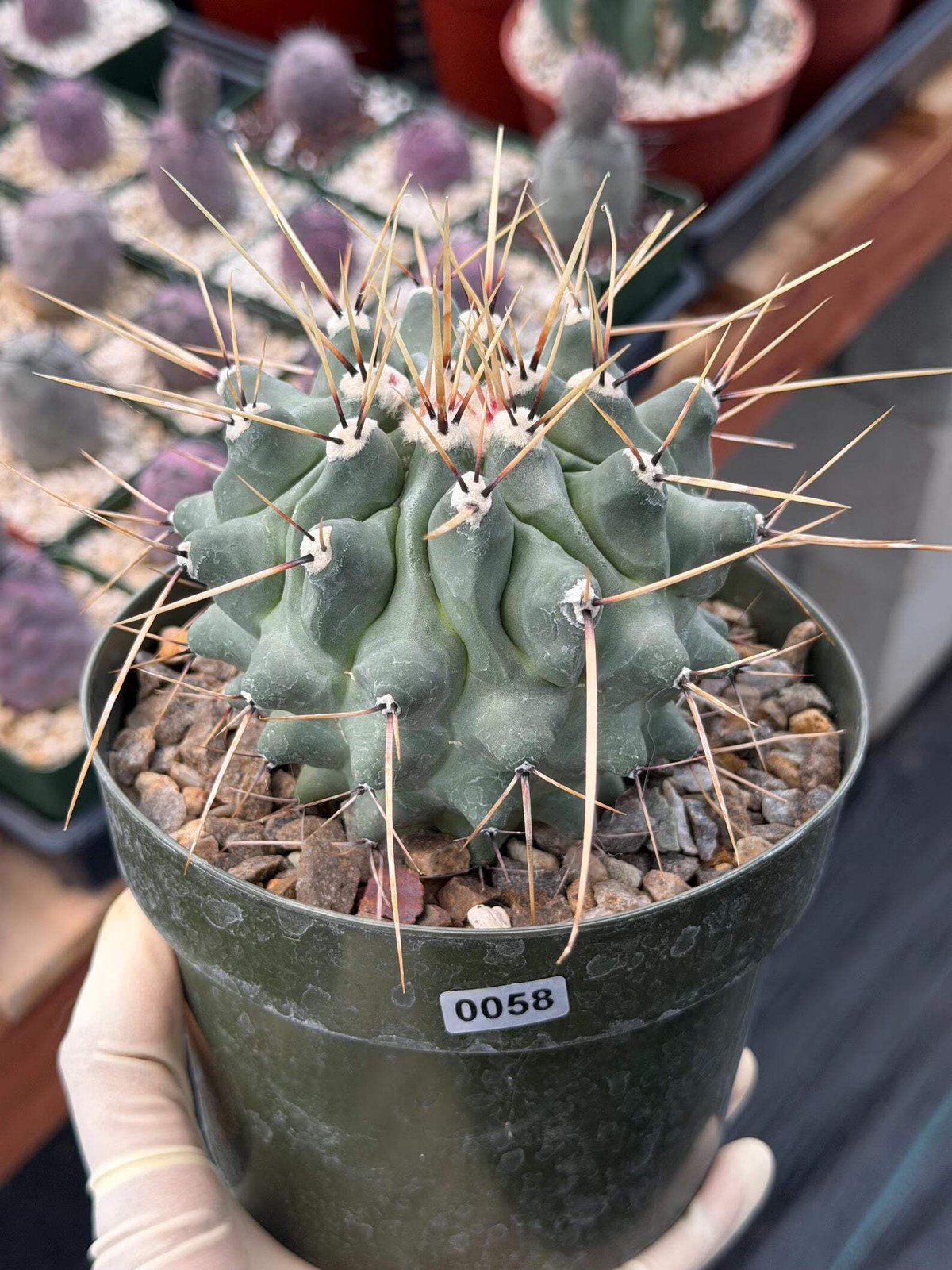 Thelocactus Rinconensis | Seed‑Grown Rare Cactus | Live Plant