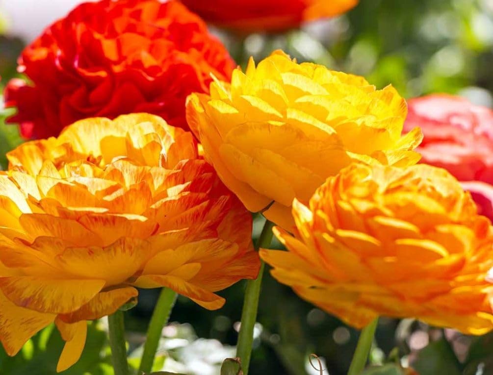Mixed Peony Ranunculus Bulbs- Persian Buttercup -10 Corms Bulbs Flowering Blooms