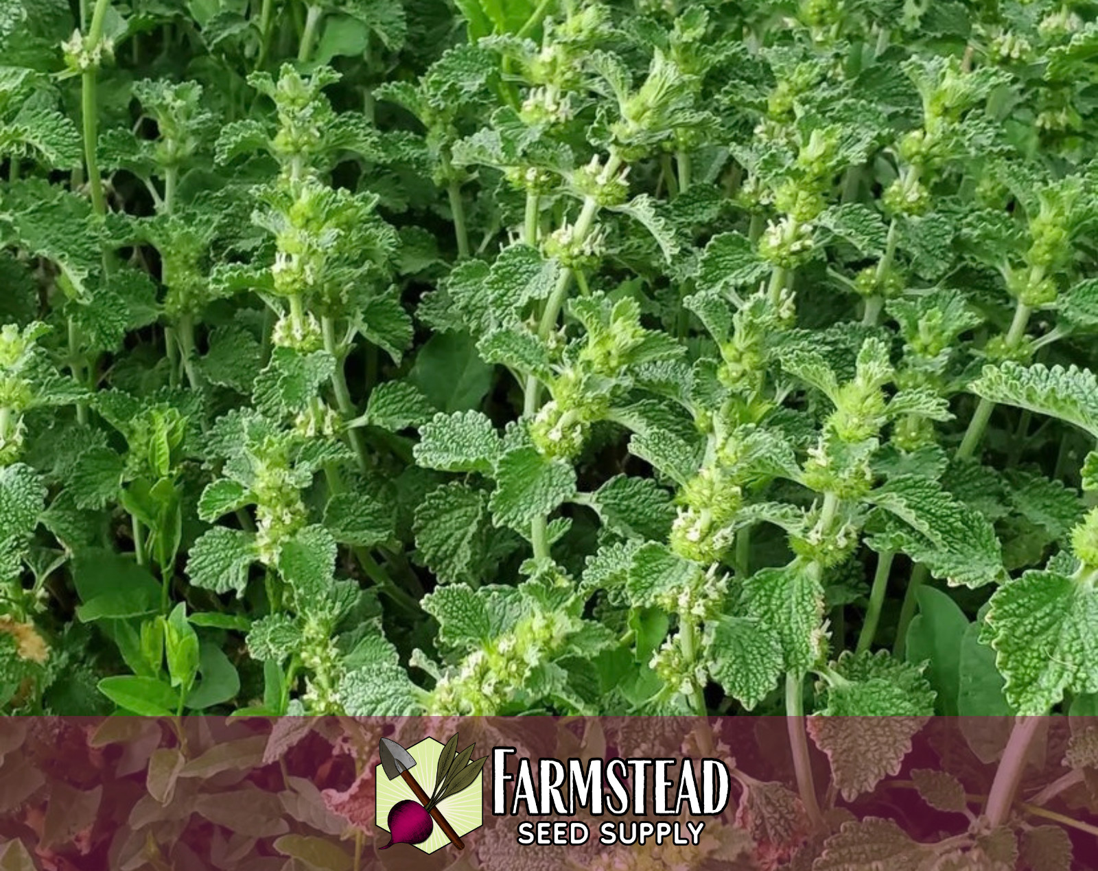 1,000+ Horehound Seeds | Herb Gardening Plant Seed Packet for Growing, USA