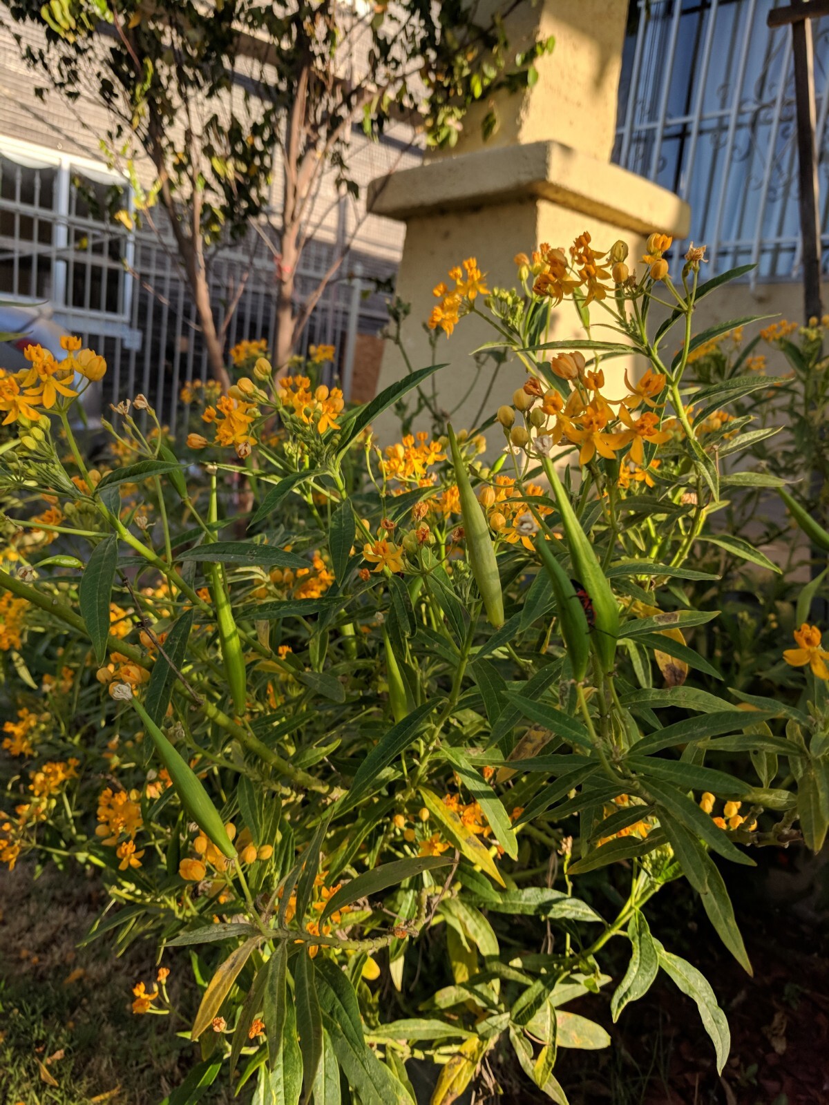 Yellow Milkweed (100+ SEEDS). Tropical Asclepias Tuberosa. 2024 Crop USA Grown