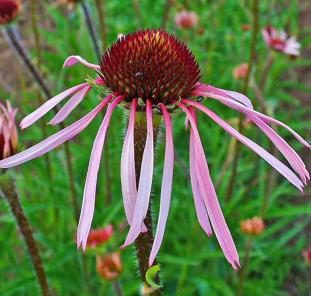 1000 ECHINACEA PALLIDA Seeds (Purple Coneflower) Hardy Perennial Garden Flower