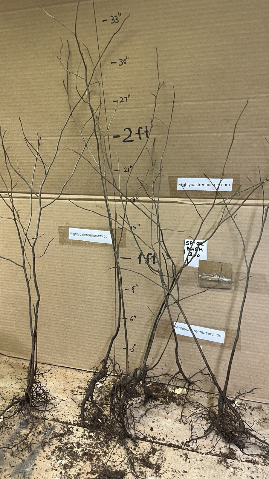 3 yo 2-3 ft tall Northern Spicebush plant (Lindera Benzoin) bare root
