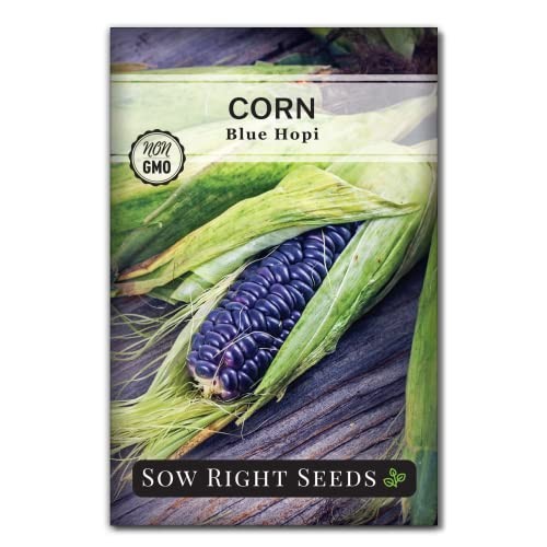 Blue Hopi Corn Seed for Planting – Non-GMO Heirloom Packet with 1