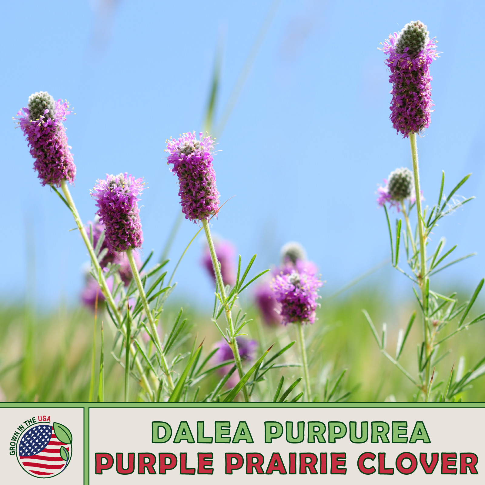 300 Purple Prairie Clover Seeds, Dalea purpurea, Bee & Butterfly Attractor