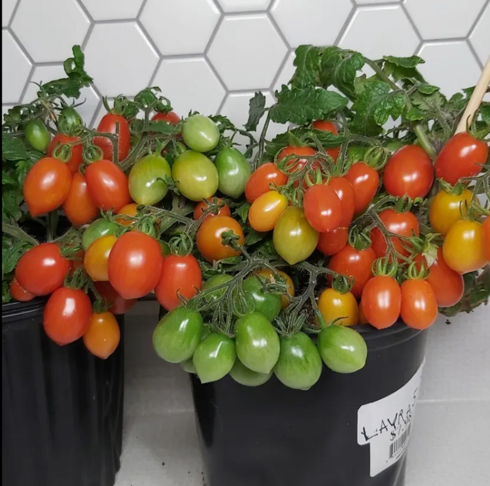 Hardin’s Miniature – Micro Dwarf Tomato 12 Seeds (Read)