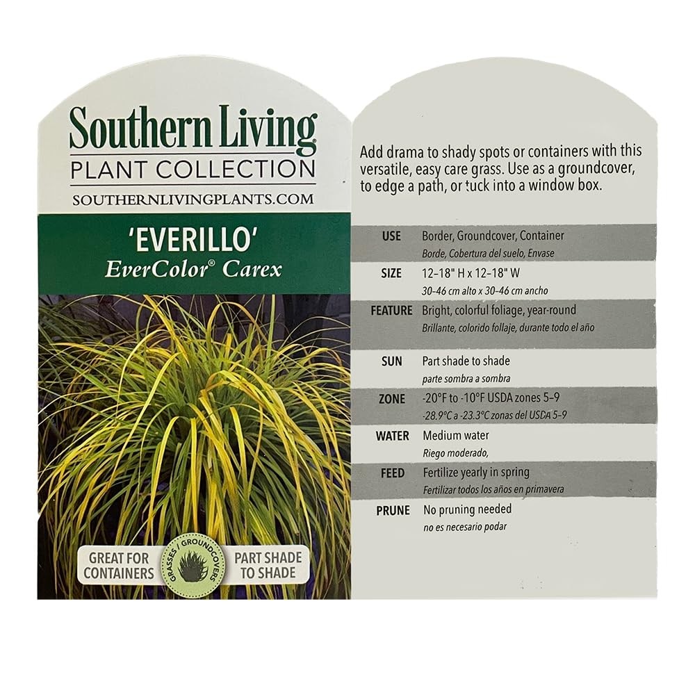 2.6 Qt. Everillo Carex Grass Plant Low Maintenance Indoor/Outdoor Decor