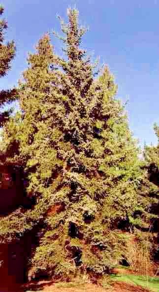 15 GREEN DRAGON SPRUCE SEEDS – Picea Retroflexa