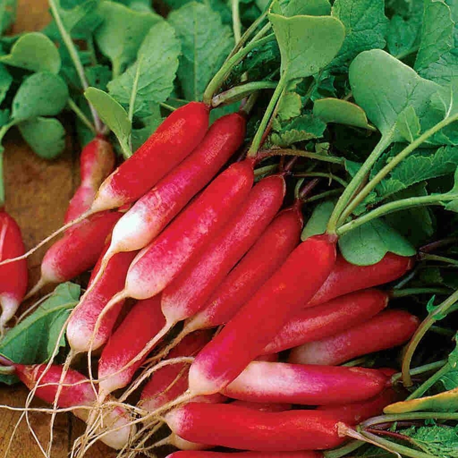 French Breakfast Radish Seeds Non GMO Heirloom Mild Sweet Flavor