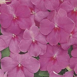 Impatiens Accent Rose Premium 500 seeds