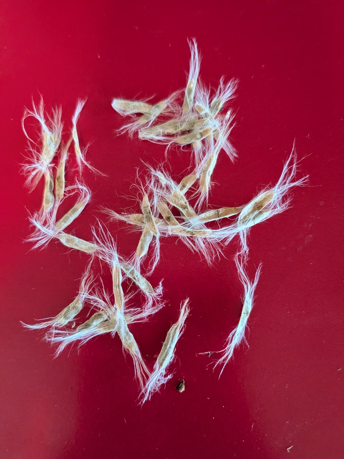 Burgundy lace desert willow 30 SEEDS