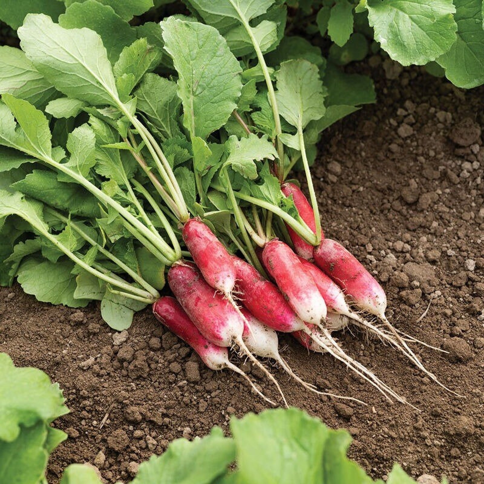French Breakfast Radish Seeds Non GMO Heirloom Mild Sweet Flavor