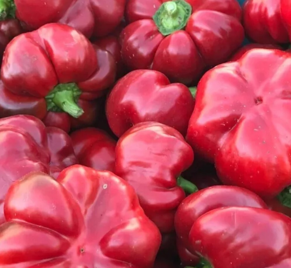 Sweet Pepper Collection | Seeds