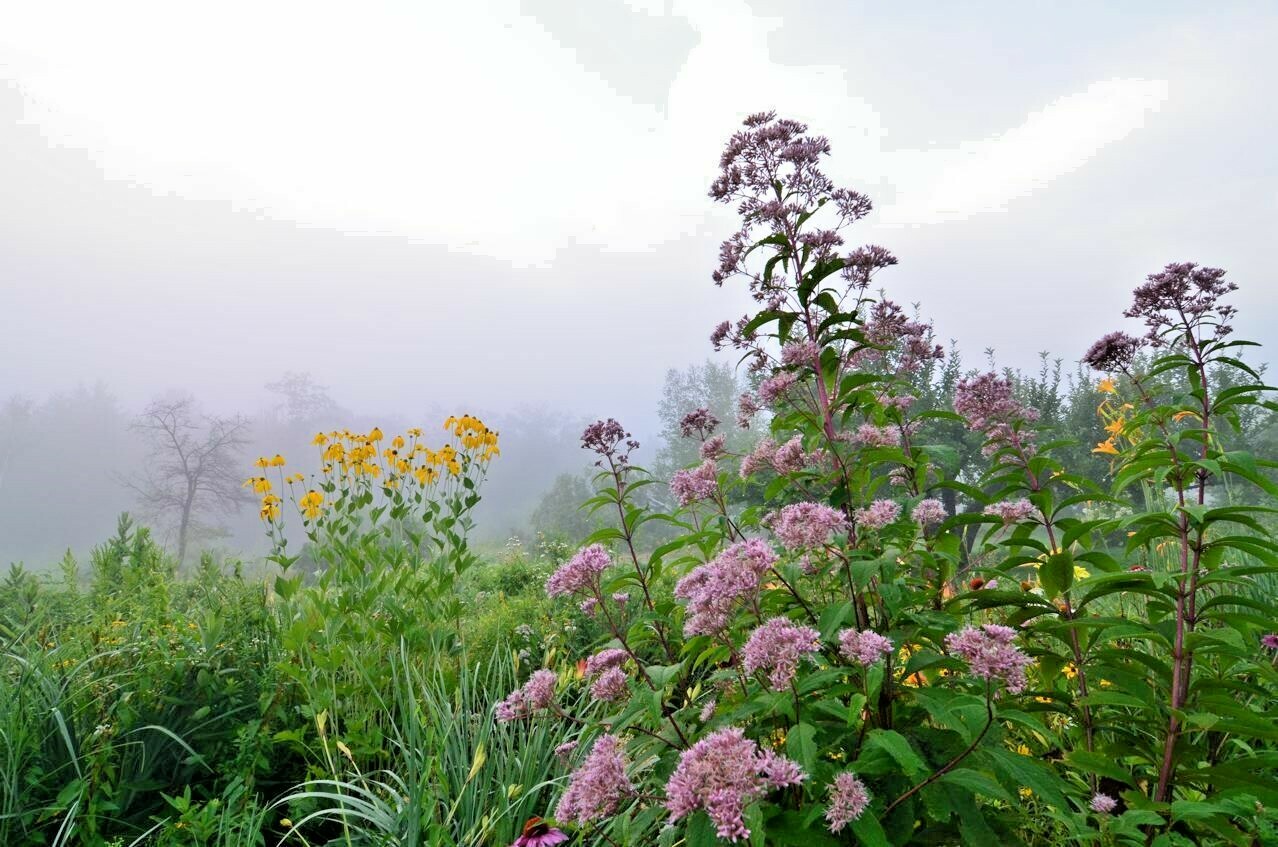 201+JOE PYE WEED Seeds Native Wildflower Vanilla Summer Flower Garden Heat Cold