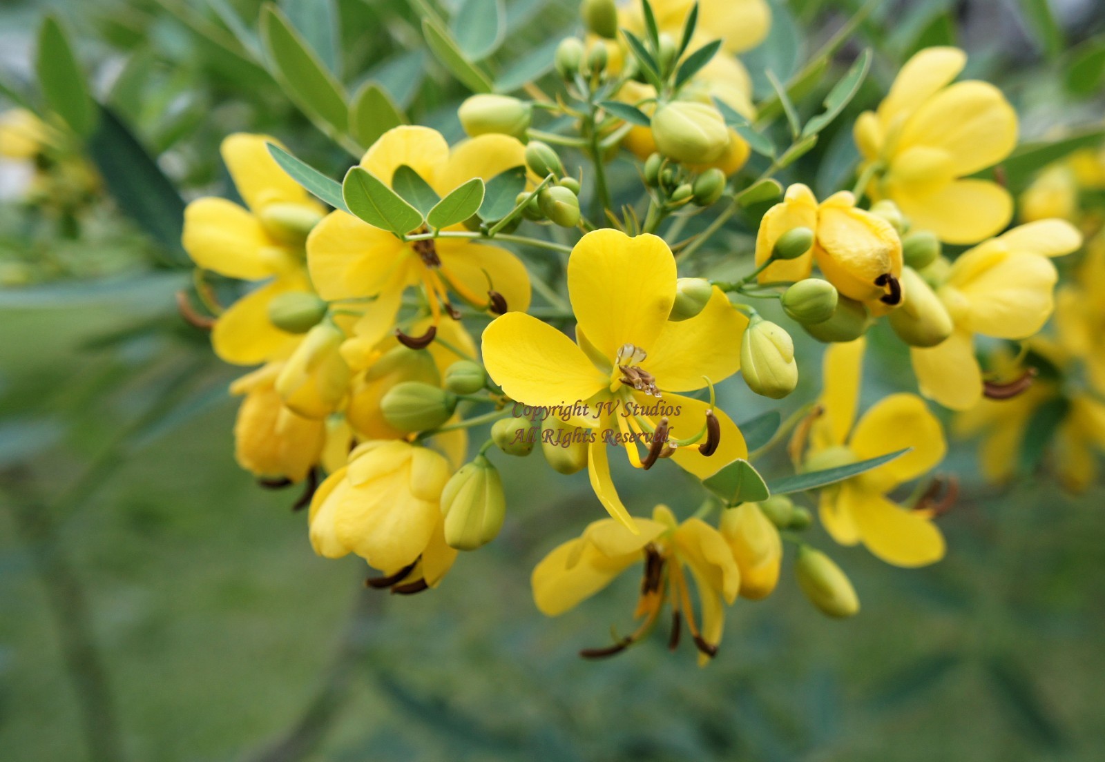 Tropical Seeds -Coffee Senna -Cassia occidentalis -10 Seeds