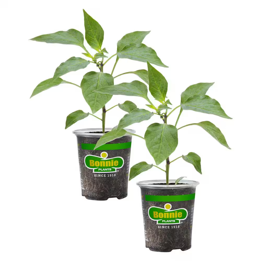 19 Oz. Serrano Pepper Plant (2-Pack)