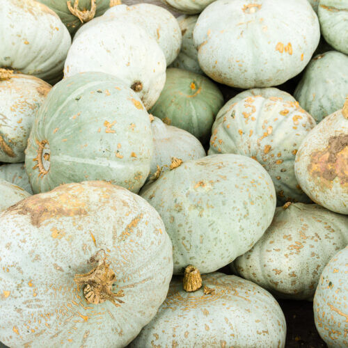 25+ Sweet Meat Squash Seeds for Garden Planting – USA – FREE SHIPPING!