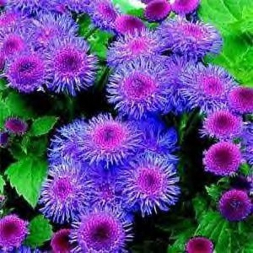 50+BLUE TYCOON AGERATUM FLOWER SEEDS SELF SEEDING ANNUAL
