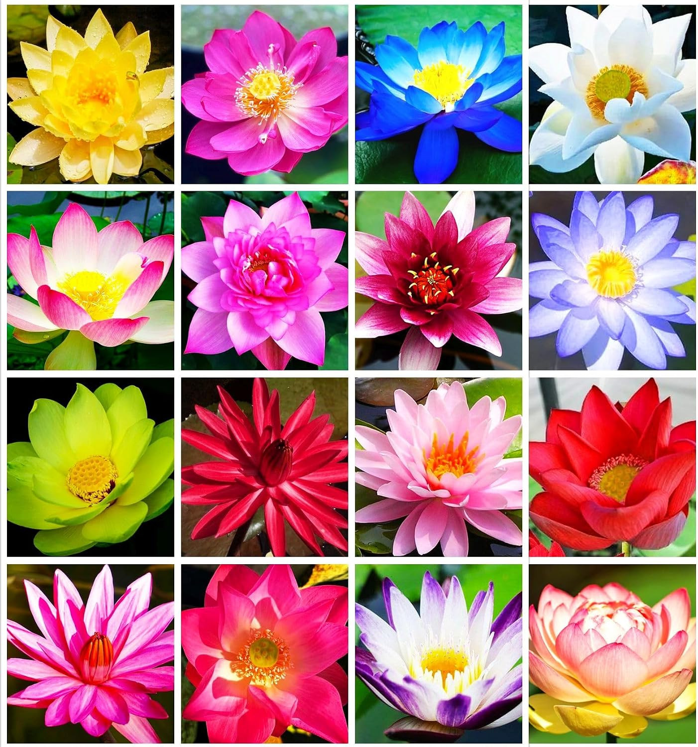 30 PCS Bowl Lotus Seeds Mixed Bonsai Lotus Seeds for Planting Water Lily