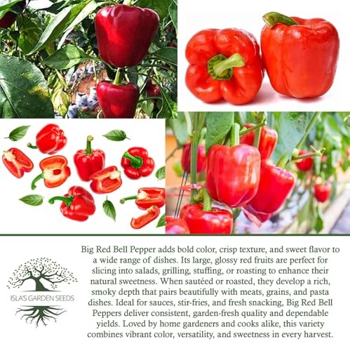 Big Red Bell Pepper Seeds (Capsicum annuum) – 50+ Non-GMO Heirloom Seeds by
