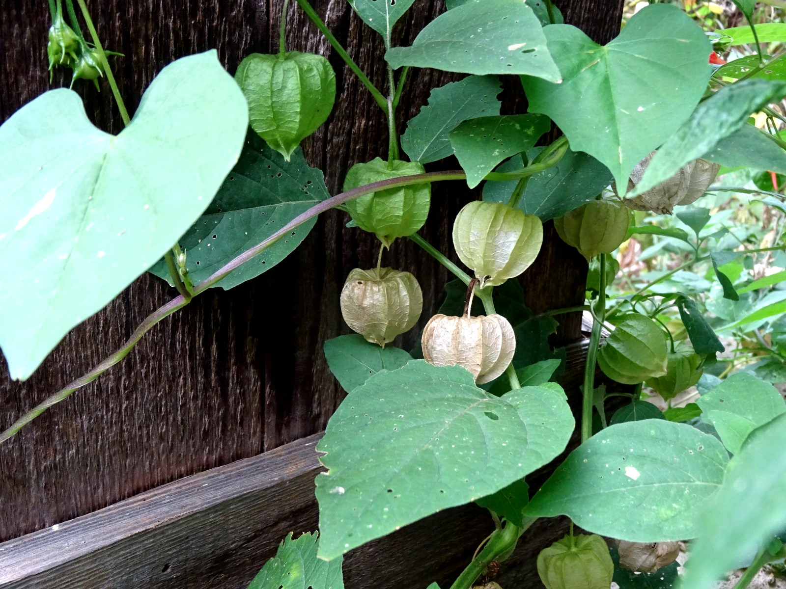 Virginia groundcherry Physalis virginiana Native Perennial Medicinal 25 seeds
