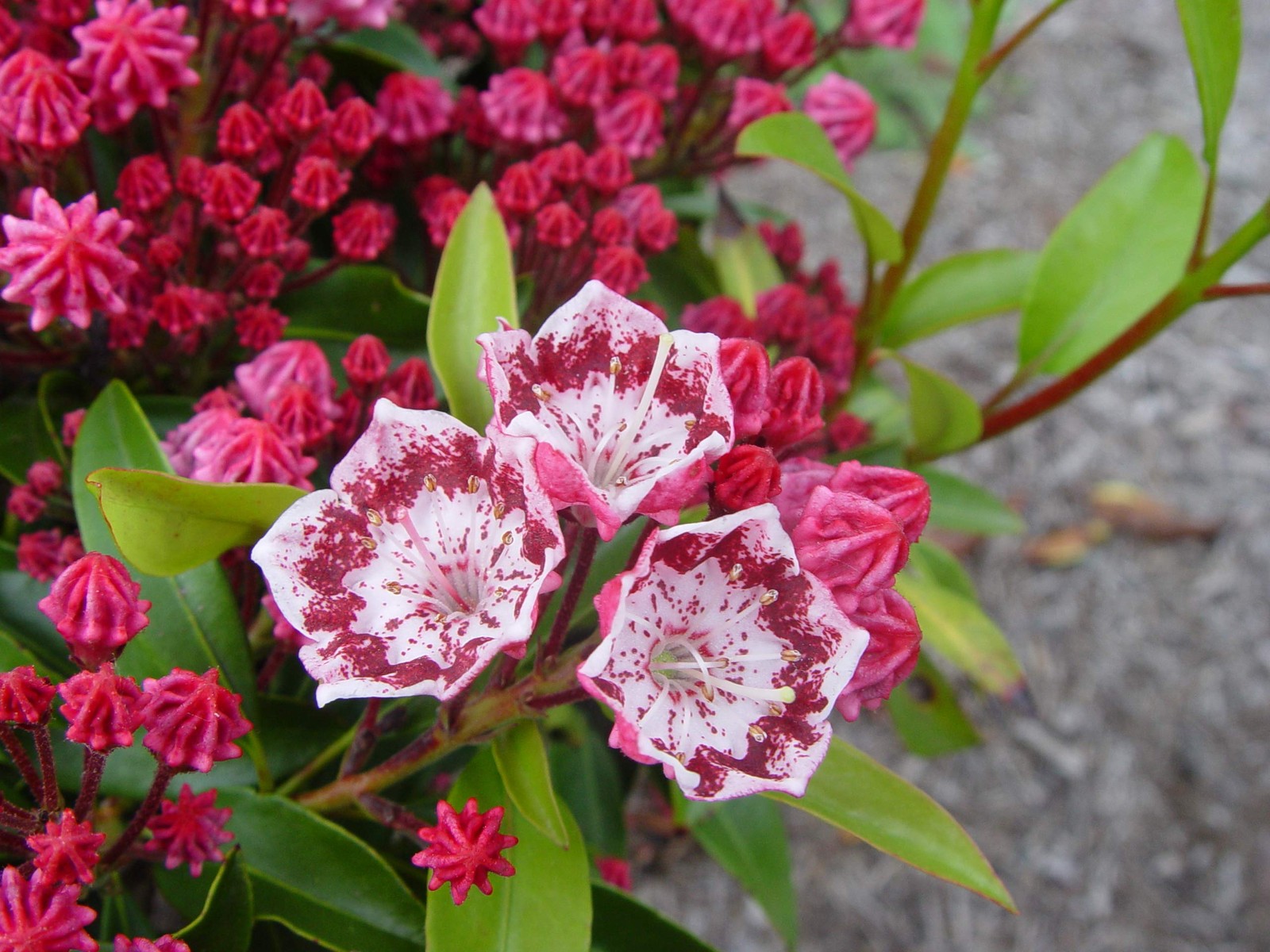 Kalmia LAT. ‘Kaleidoscope’ (Mountain Laurel) Evergreen, red w/White, #3 – Siz…
