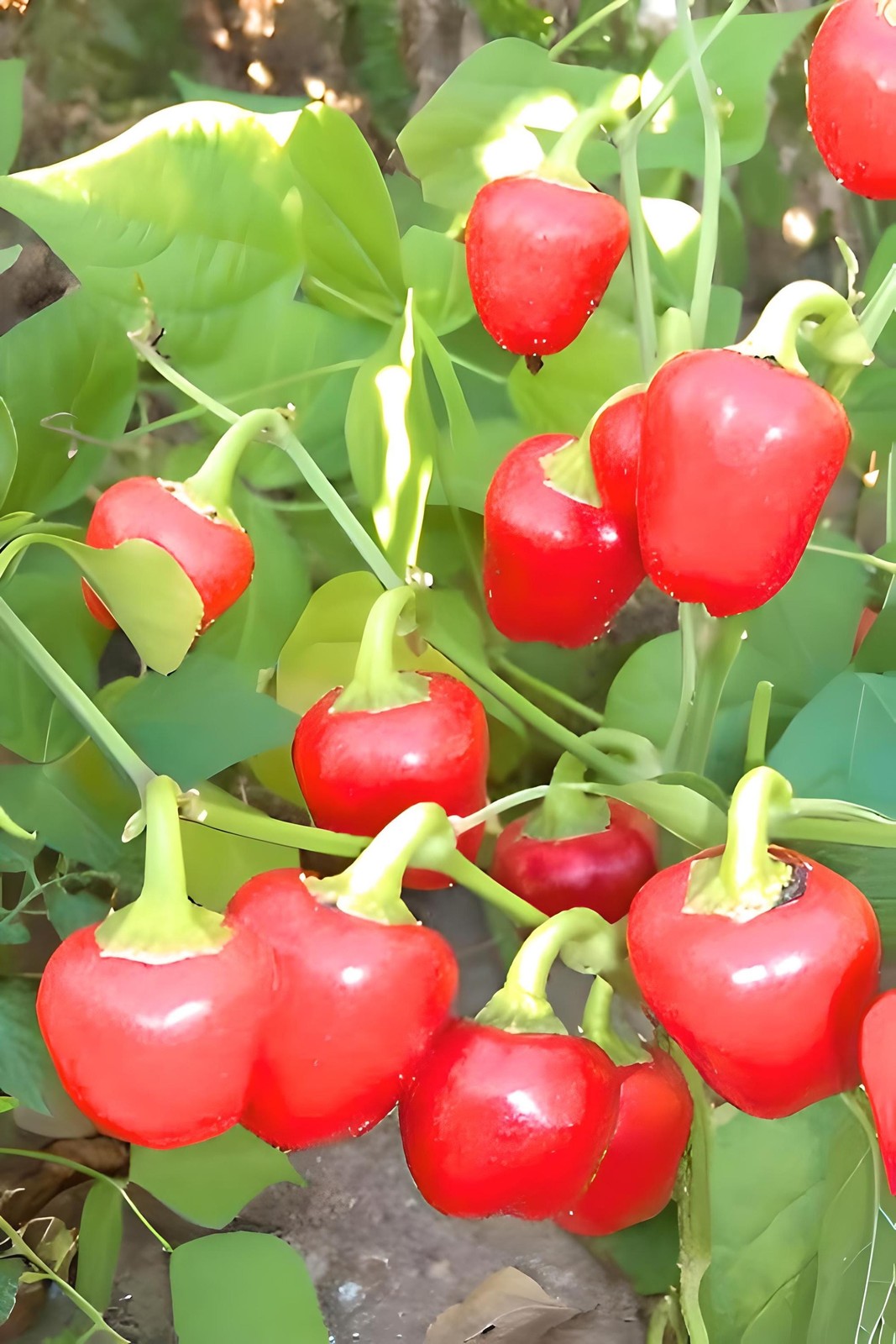 Red Mini Bell, Sweet Bell Pepper