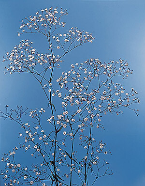 Gypsophila paniculata Single White 2,000 seeds