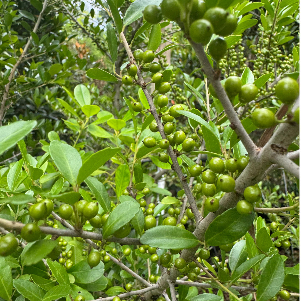 Upright Yaupon Holly Shrub Live Plant 4-6 Inches Tall Rooted Ilex Vomitoria